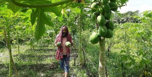 সবজি চাষে সফলতা