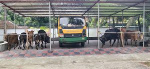 বাগেরহাটে চুরি হওয়া ১১ গরু উদ্ধার, পিকআপসহ তিনজন গ্রেপ্তার